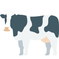 cow cow